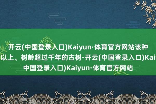 开云(中国登录入口)Kaiyun·体育官方网站该种群有6株胸径达1米以上、树龄超过千年的古树-开云(中国登录入口)Kaiyun·体育官方网站